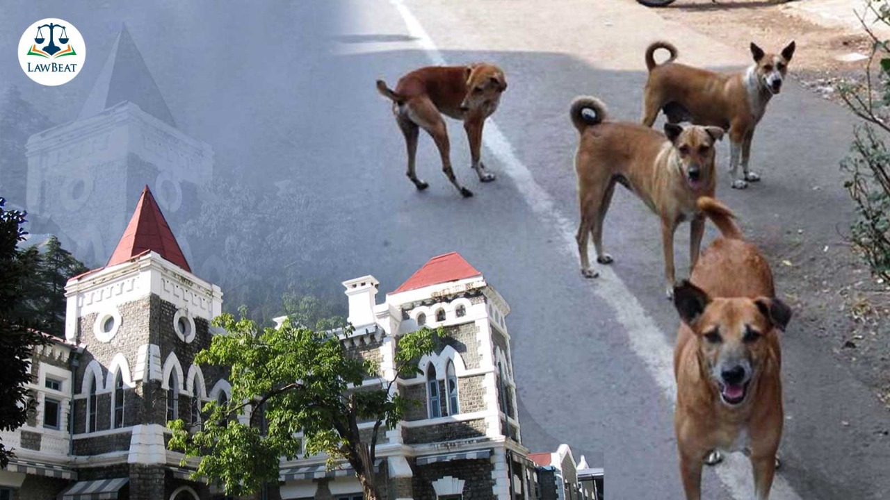 Aggressive stray dogs certainly need to be removed from streets: Uttarakhand High Court directs municipalities